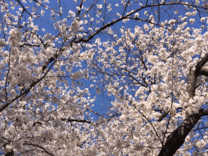 桜の木