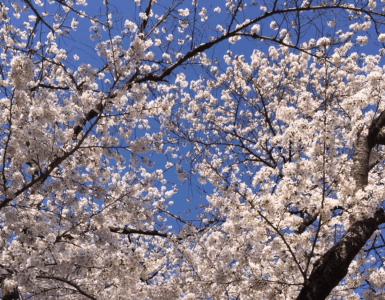 桜の木